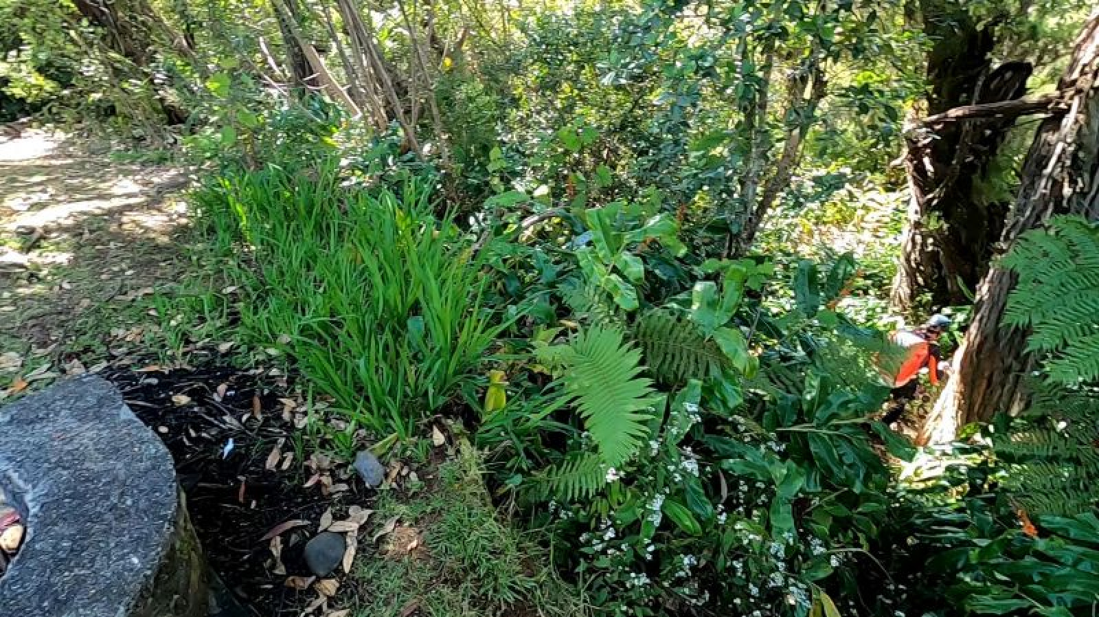 Image_, Terrain, Sainte-Marie, ref :BCVTE150001179