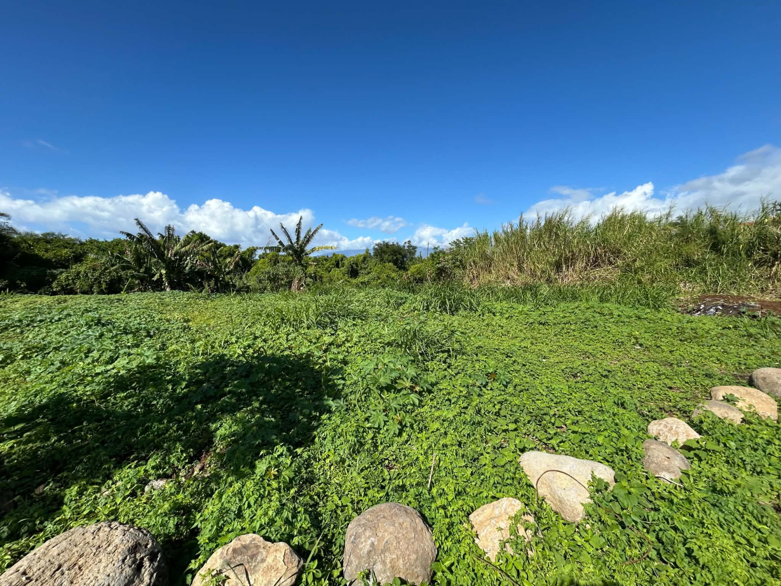 Image_, Terrain, Saint-André, ref :BCVTE150001200