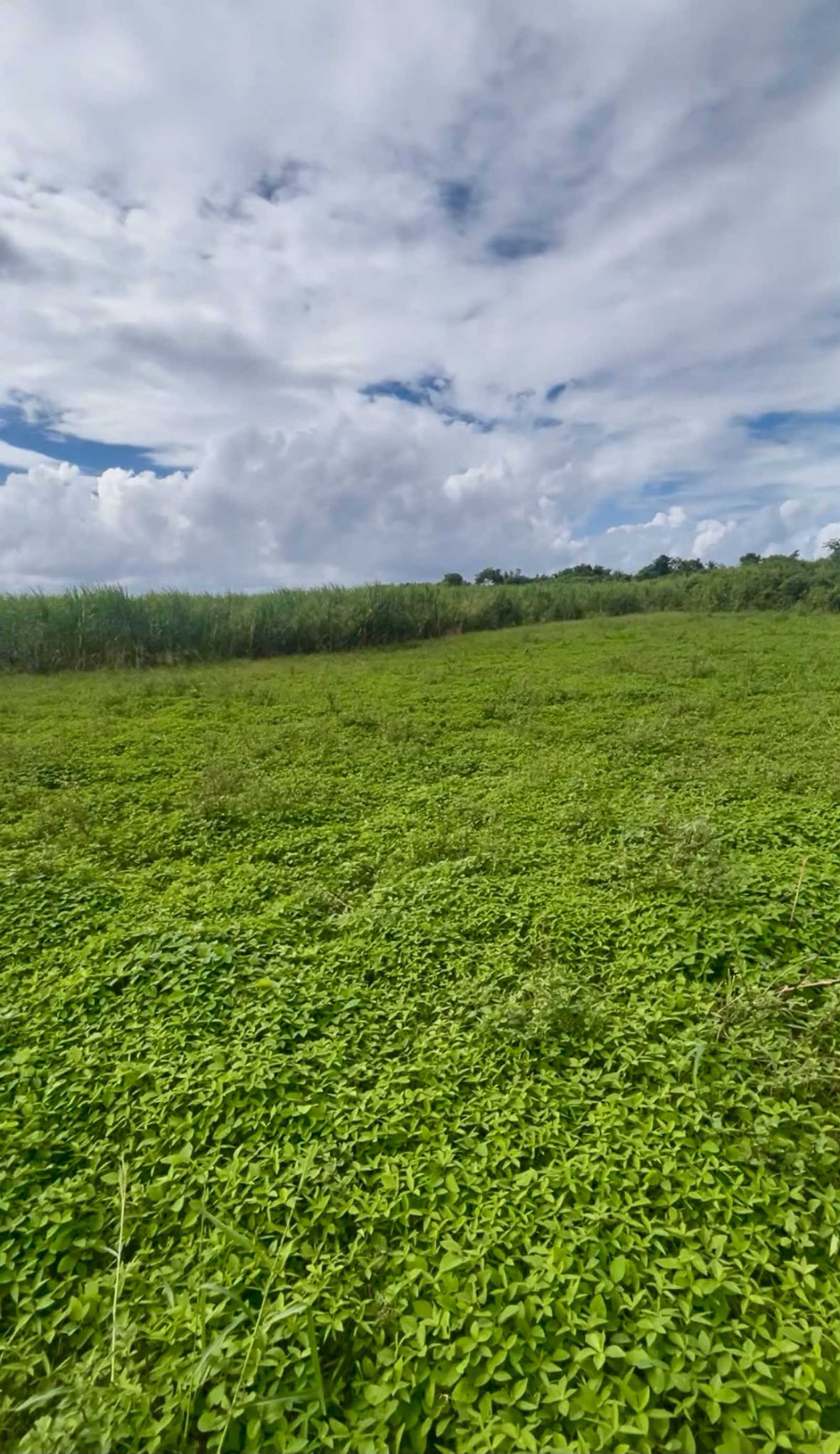 Image_, Terrain, Saint-André, ref :BCVTE150001191