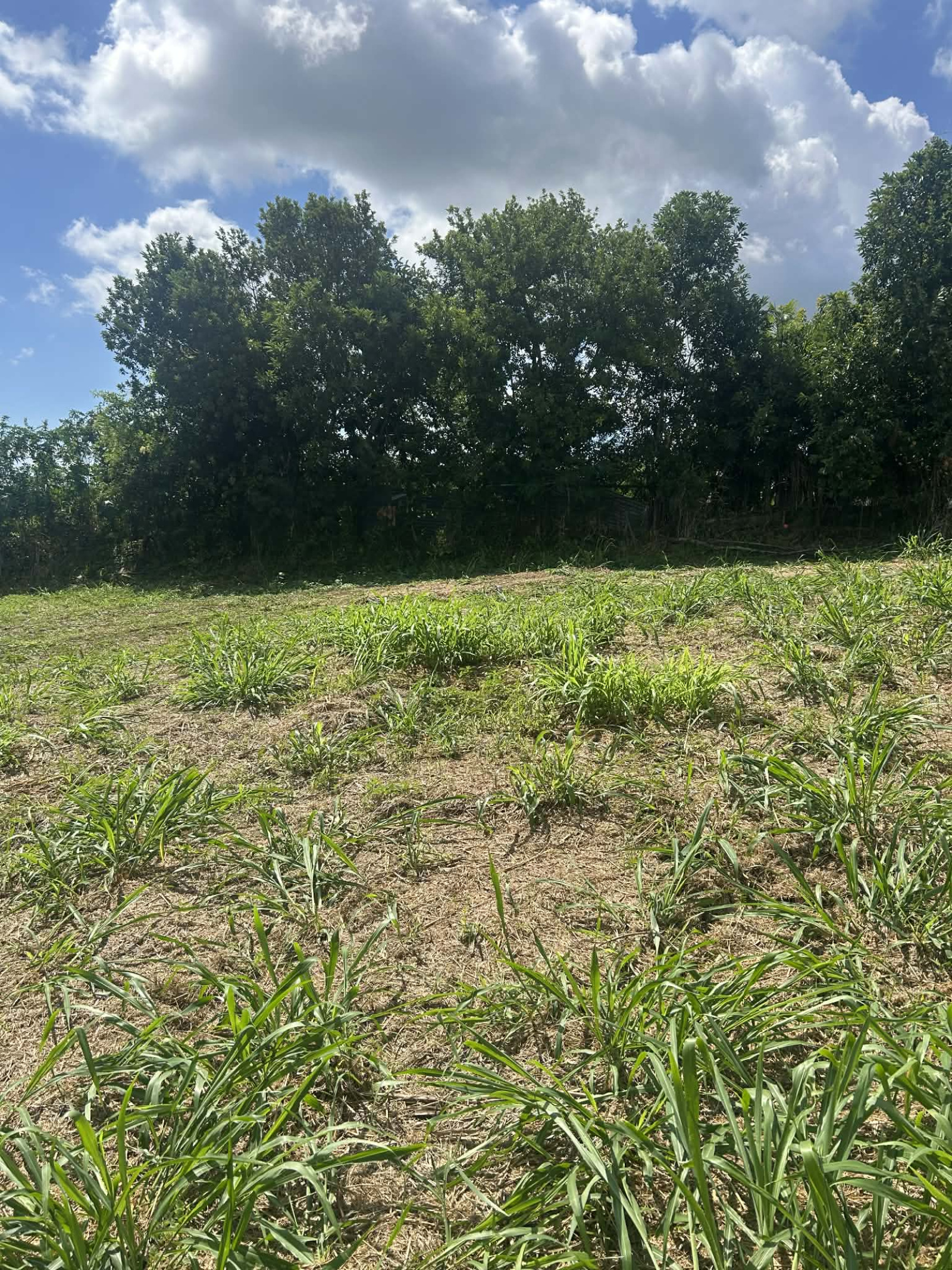 Image_, Terrain, Saint-Denis, ref :BCVTE150001168